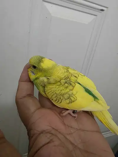 Hand raised super friendly fancy Budgie babies, View more