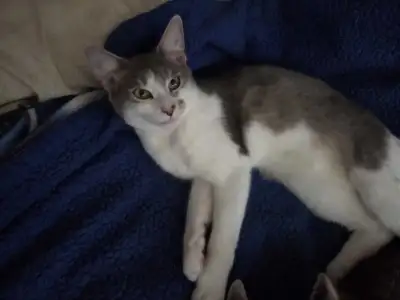 chat a adopter , View more