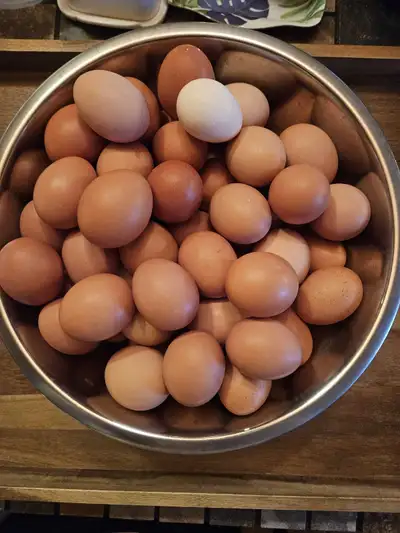 Oeufs fécondés et Poussins  sur demande, View more