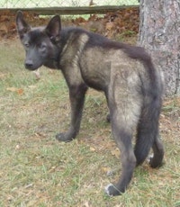 Like Huskies? Shepherds? Wolves? Love the Pseudo Lobo!