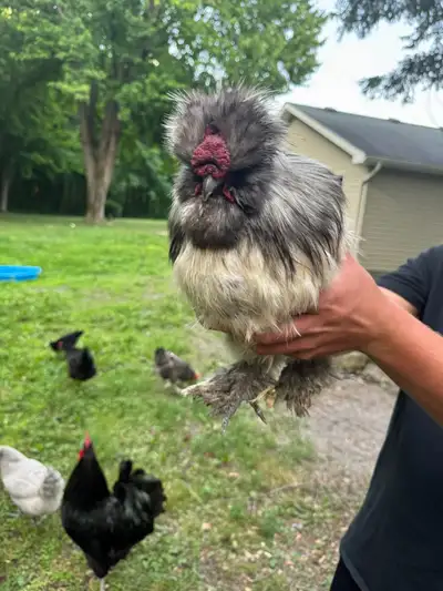 silkie rooster, View more
