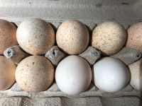 Œufs de dinde fécondés/fertilized turkey eggs for hatching
