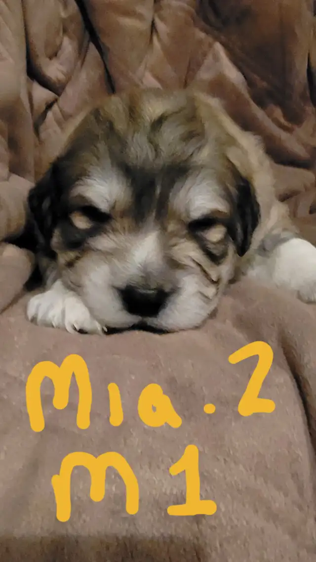 Tibetan Mastiff/Great Pyrenees Puppies in Dogs & Puppies for Rehoming in Quesnel - Image 6