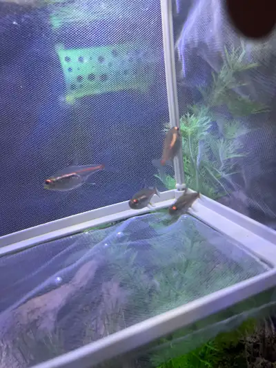 x4 glow light tetras FREE, View more