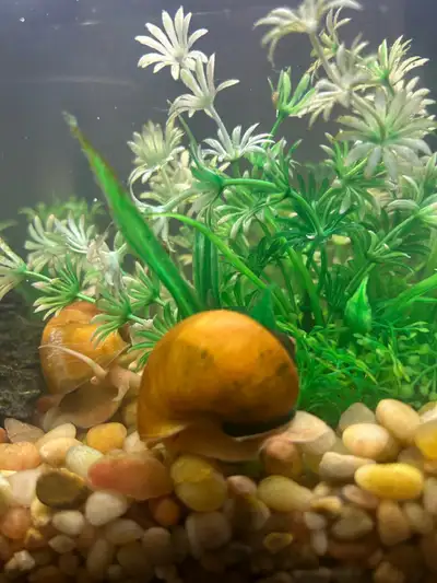 Ivory Mystery Snail, View more