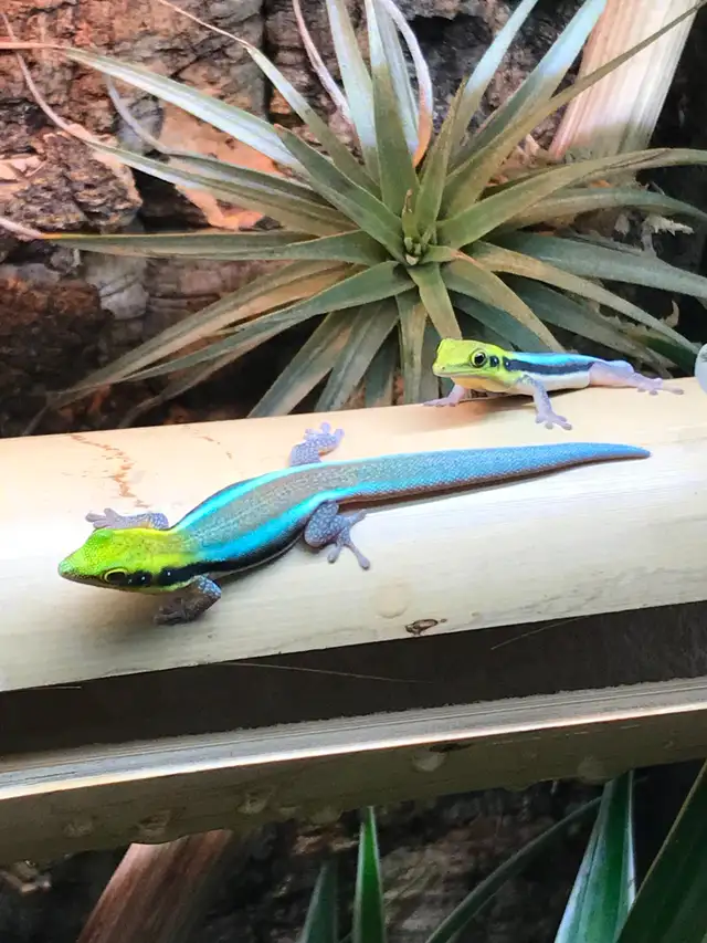 Neon Day Geckos in Reptiles & Amphibians for Rehoming in Victoria - Image 2