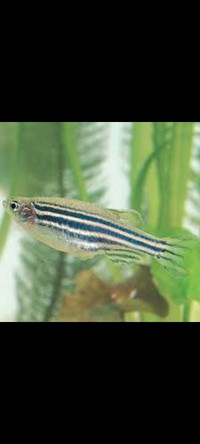 Zebra danio 