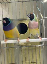 Gouldian finch pair w/cage 2023