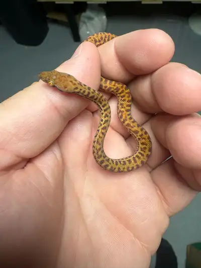 Anthill Python (on hold), View more