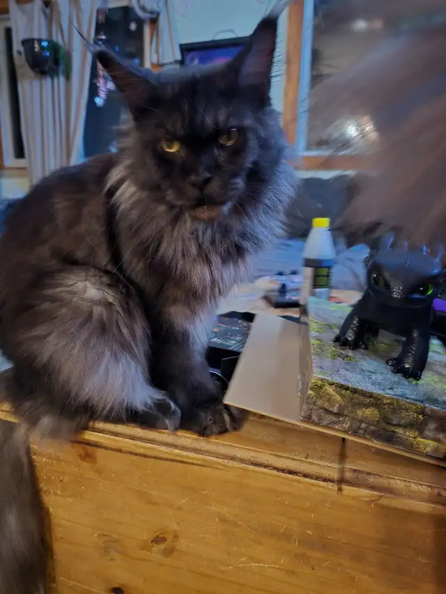 Retired Registered Purebred Maine Coon in Cats & Kittens for Rehoming in North Bay - Image 5