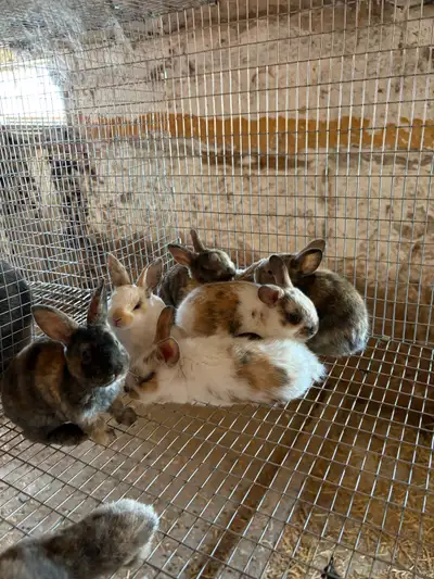 Mini Rex Bunnies, View more