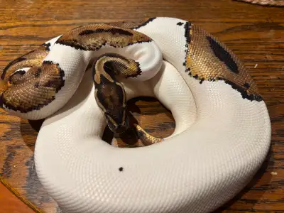 Ball python - pie-bald, View more