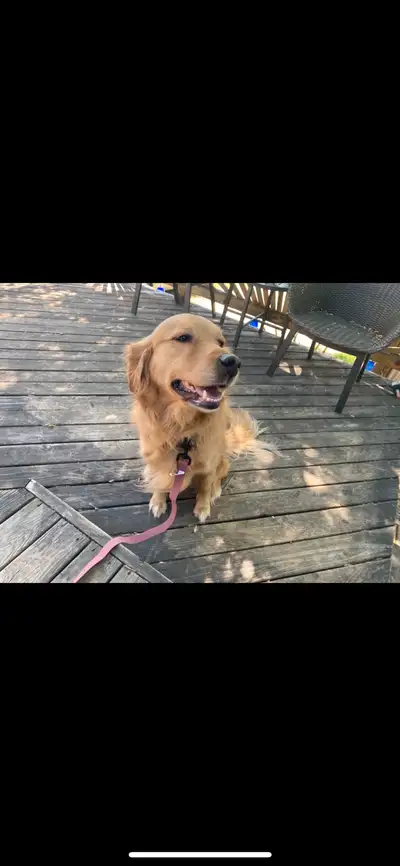 Full Breed Golden Retriever, View more