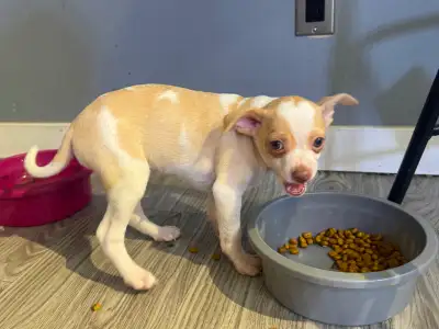 Chihuahua mix, View more