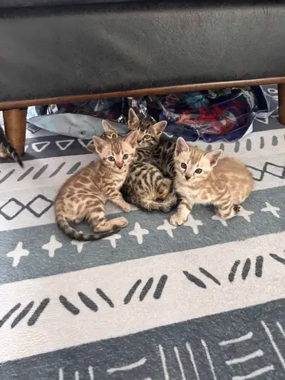 5 bengals disponible fin juillet, View more