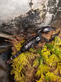 Bébé Asian scorpion / baby asian scorpion 