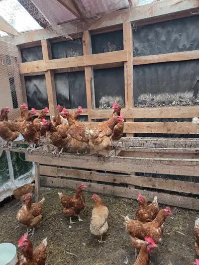 Laying Hens, View more