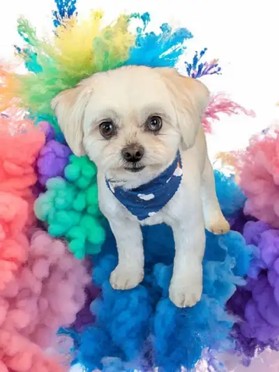 Home-based Dog Grooming (near Sandy Beach), View more