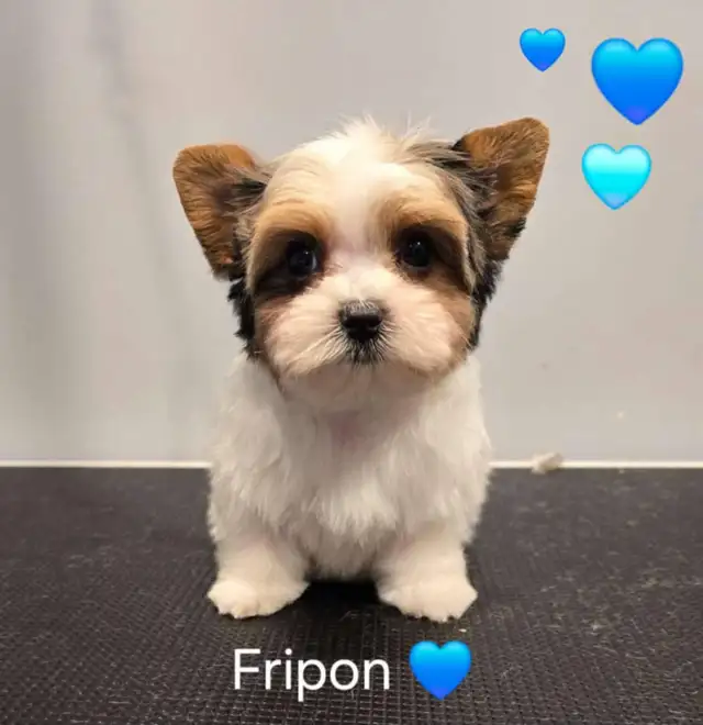 chiot Yorkshire biewer merles in Dogs & Puppies for Rehoming in Longueuil / South Shore - Image 3
