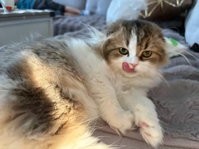Scottish fold Kitten and British Short Hair in Cats & Kittens for Rehoming in Barrie - Image 3