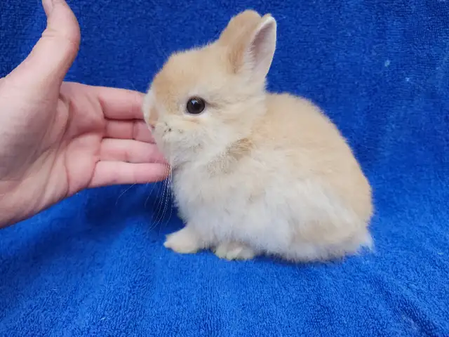 EXTRAODINAIRES bébé lapin nain néerlandais * Netherland dwarf bu in Small Animals for Rehoming in City of Montréal - Image 6