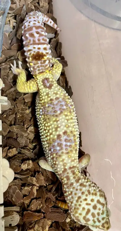 leopard gecko, View more