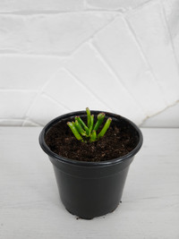 House Plant – Crassula Ovata ‘Ogre Ear’ Jade Plant