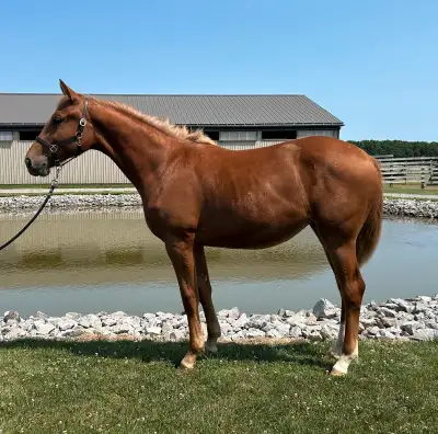 2024 CSHA filly , View more
