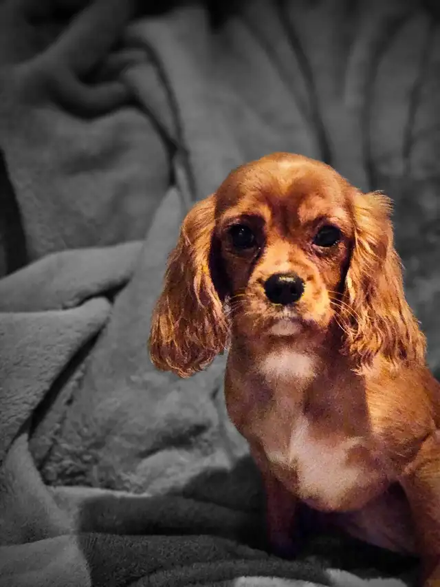 Cavalier King Chales female in Dogs & Puppies for Rehoming in Hamilton - Image 2