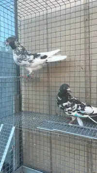 High flyers Pakistani  Pigeons