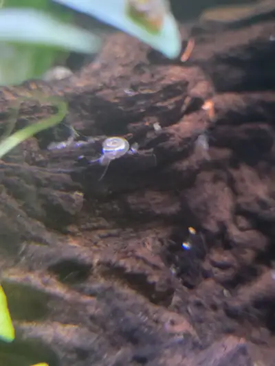 Mini ramshorn snails, View more