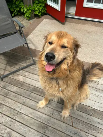 7 year old mixed dog for new home, View more