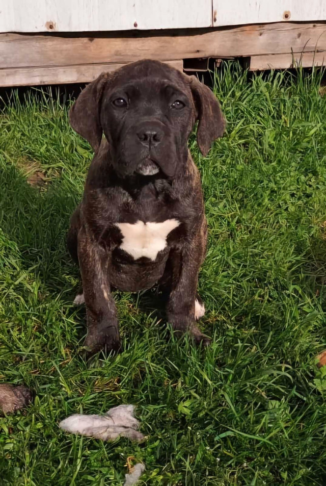 Cane corso puppies  in Dogs & Puppies for Rehoming in Leamington