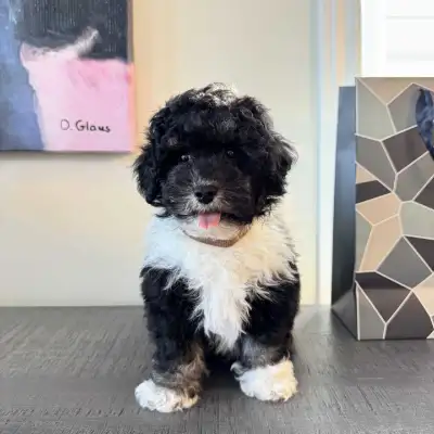 Bichon Toy Poodle Puppies - 3 Available, View more