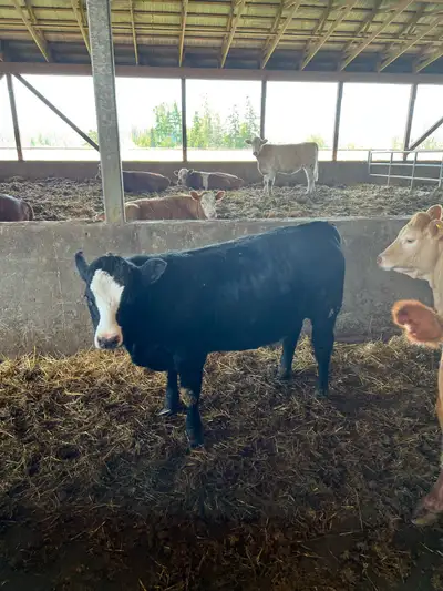 Black Simmental heifer, View more
