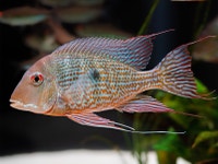 Geophagus Abalios Adult  (RARE) LAST 2 REMAINING Oakville / Halton Region Toronto (GTA) Preview