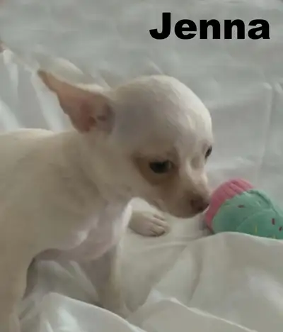 Chihuahua❤️ Femelle Blanche ❤️100% Garantie Top Qualité, View more