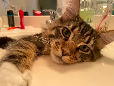 Cat Sitter Available, View more