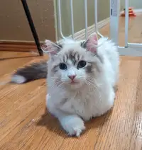 Male Siberian Kitten