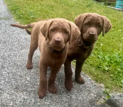 Chesapeake Bay Retriever puppies, View more