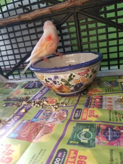 canary for rehoming, View more