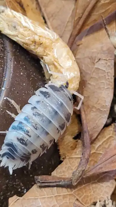 Dairy cow isopods colonies, View more