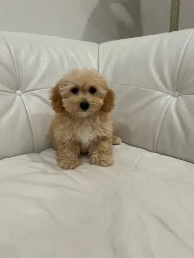 bichion poodle puppies 1  left, View more