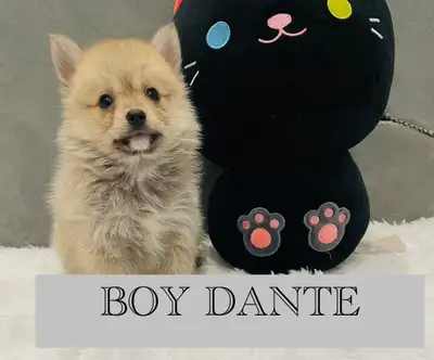 Pomsky puppies, View more