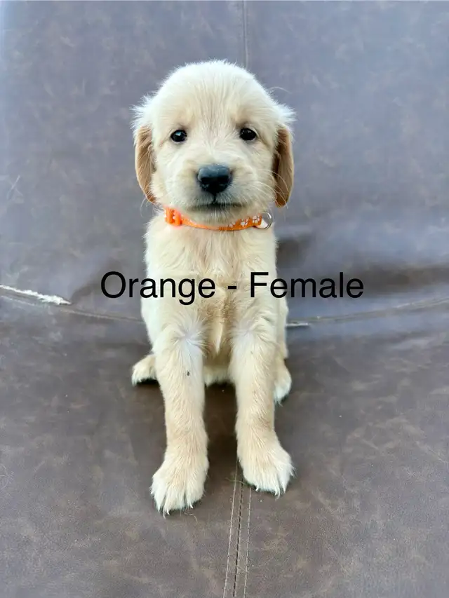  adorable, golden retriever puppies in Dogs & Puppies for Rehoming in Grand Bend - Image 3