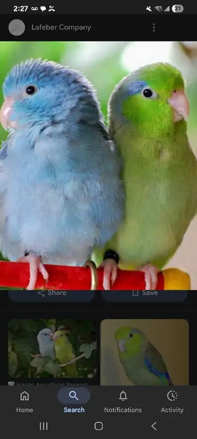 Need a home for your feathered friend?, View more