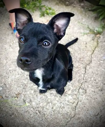 Chihuahua puppy, View more
