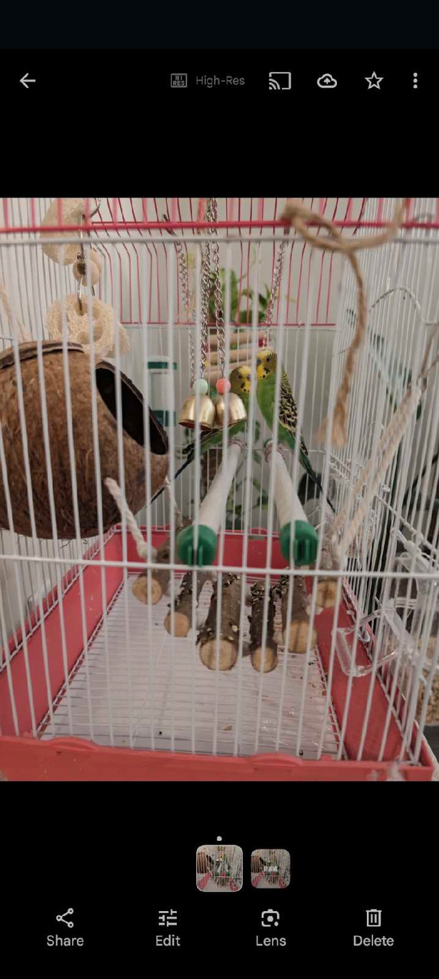 Pire of budgie with cage ,food and toys  ONLY 90$ in Animal & Pet Services in Mississauga / Peel Region - Image 2