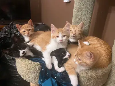 12 week old kittens Three male gingers and two female tuxedos. Litter trained and super cuddly and a...