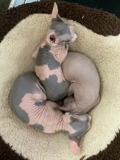 Beautiful Canadian/Russian Sphynx kittens, View more
